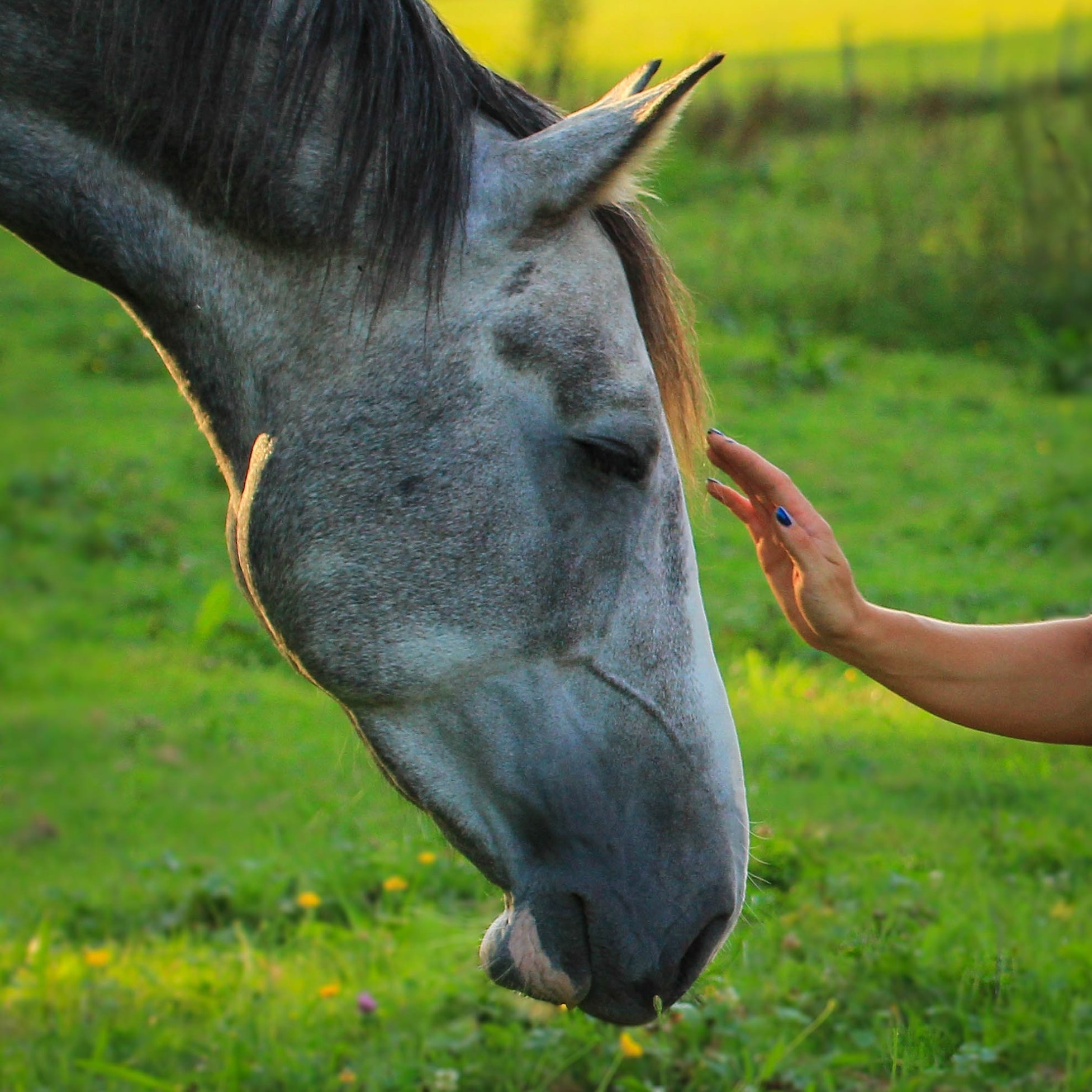 The horse will teach you if you listen