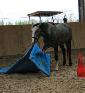 Au rythme du Cheval