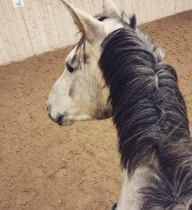 Renforcer la relation cheval-humain : 6 étapes incontournables