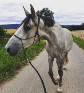 Comprendre son cheval : ma vision de l’éducation et de la rééducation