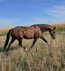 Les peurs chez le cheval : expressifs vs introvertis